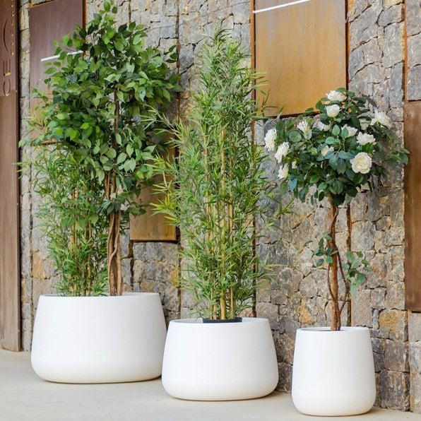 Set of three Camélia plant pots